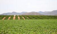 Nybygg - Villa - Fuente alamo de Murcia - LAS PALAS